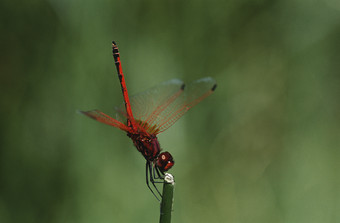 暗色调红蜻蜓摄影图