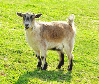 绿色调草地上的小羊摄影图