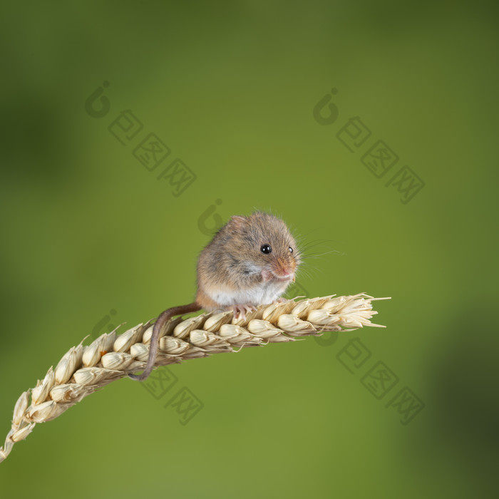 麦子上的小老鼠摄影图