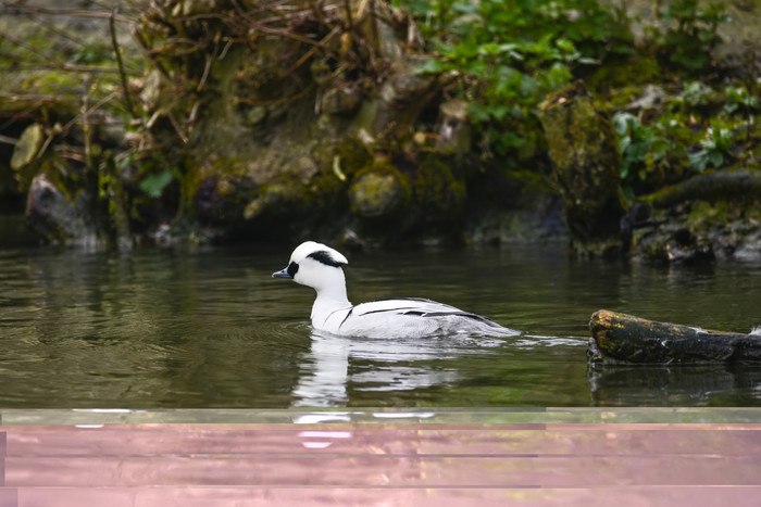 河里游泳的白色小鸟