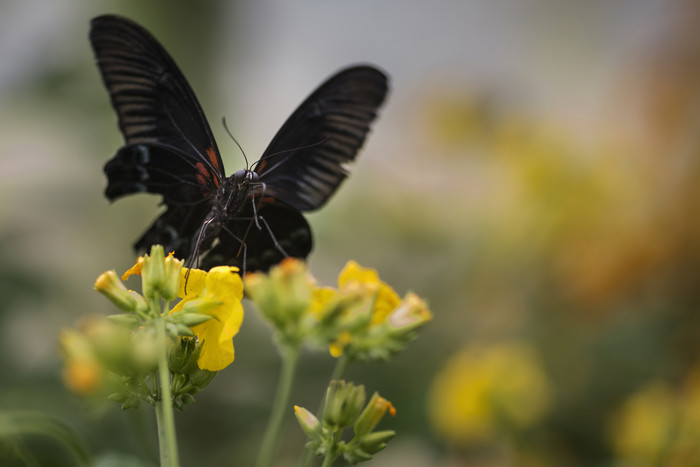 花朵上的黑色蝴蝶