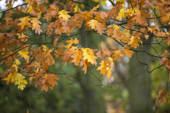 秋天黄色枫树树叶