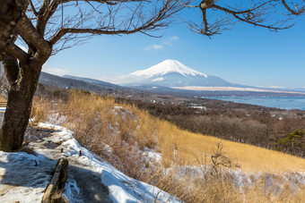 冬季雪中枯树枯草