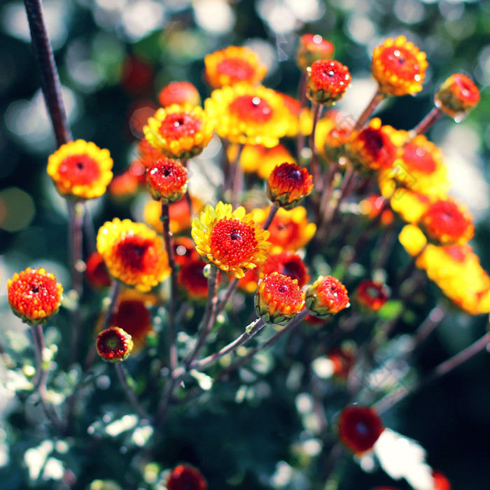 小花花朵花枝摄影图