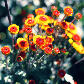 小花花朵花枝摄影图