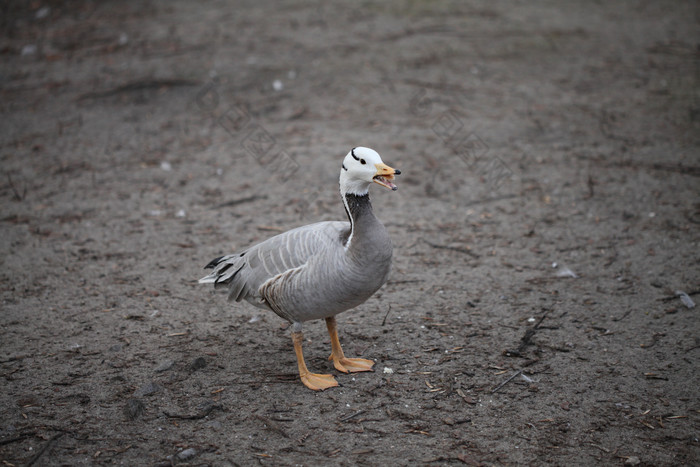地面上灰的鸭子