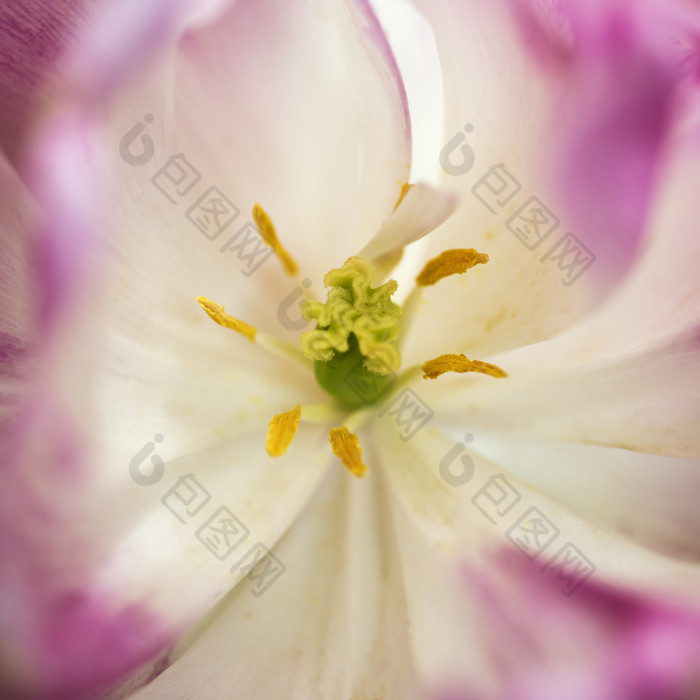 美丽的鲜花花蕊摄影图