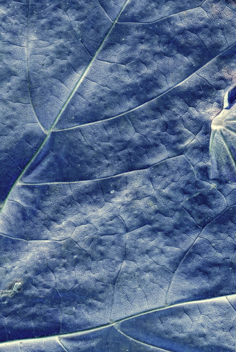 蓝色调叶子摄影图