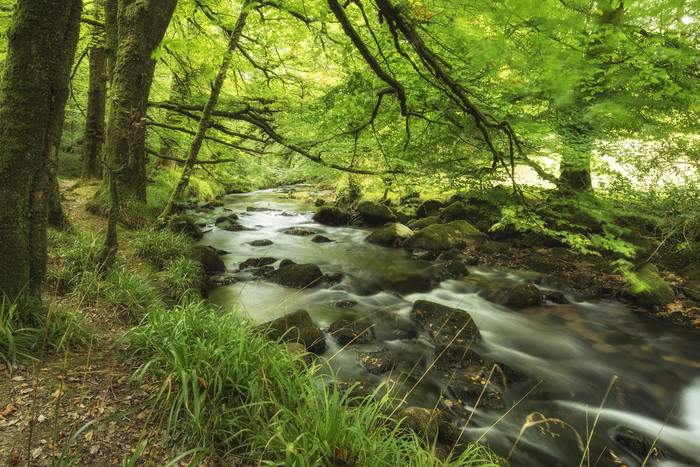 绿色调林中的溪流摄影图