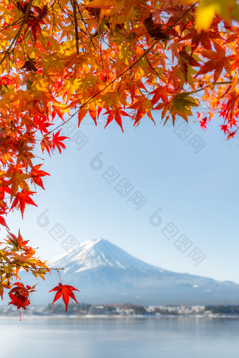 红色枫叶树枝摄影图