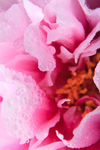 盛开的粉色花朵花瓣