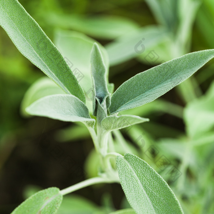 绿色调植物的叶子摄影图