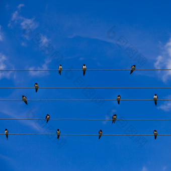 蓝色调电线上的鸟摄影图