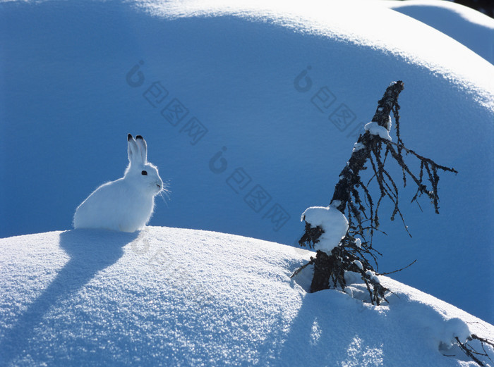 冬天雪地上的小兔子