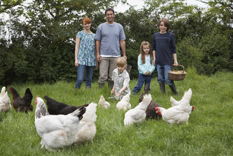 草地上的鸡和家人