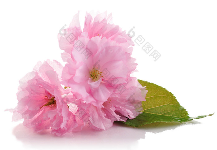粉色调漂亮大花朵摄影图