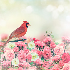 花朵上的红色小鸟