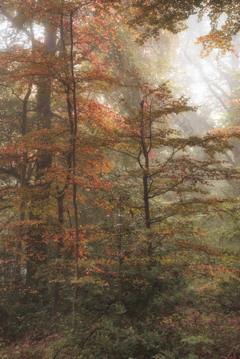 山水画风景画风景摄影植物区系