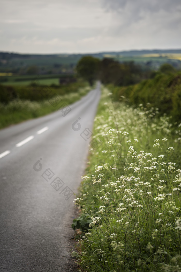 公路边的白色野花