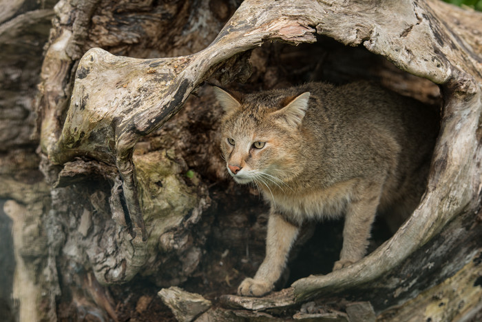 树桩里的大野猫摄影图