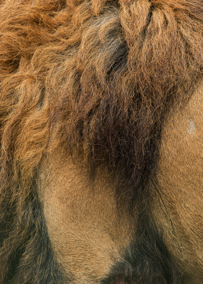 狮子的鬃毛摄影图