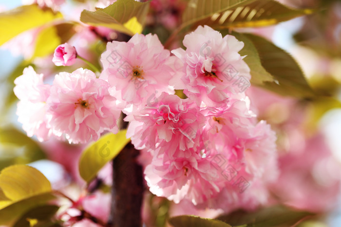 树枝上美丽的桃花摄影图