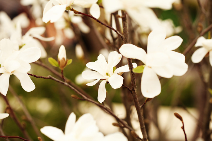 盛开的白色小花植物