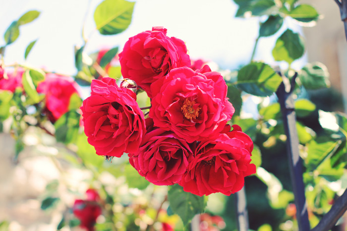 花枝上的红色玫瑰花