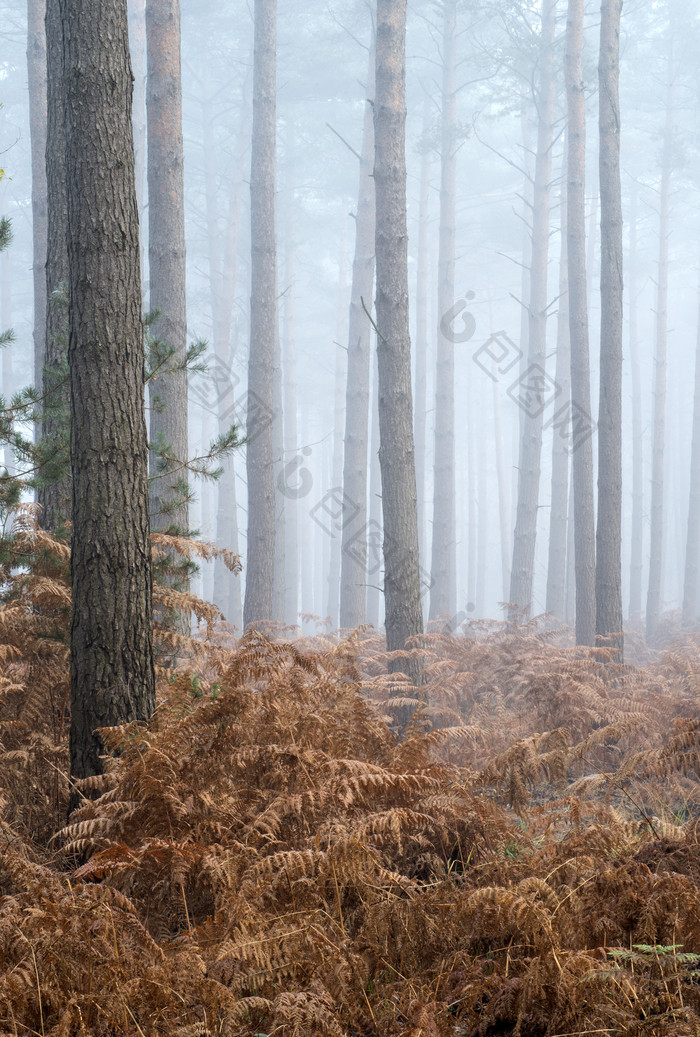 秋日多雾森林的摄影图