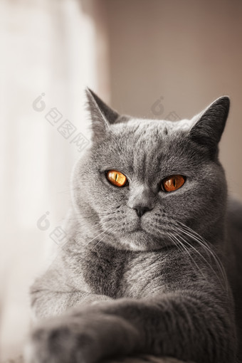 灰色调高冷的猫摄影图