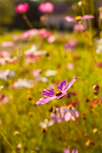 野外的紫色小花摄影图