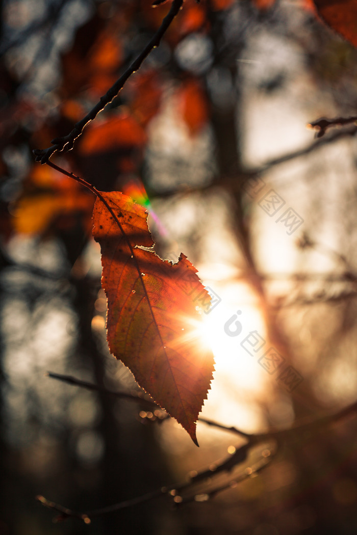 阳光下模糊的树枝叶子