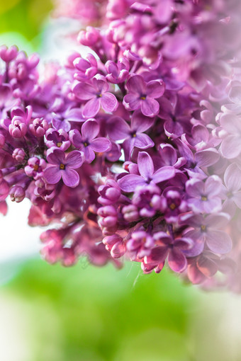 紫色小花花苞摄影图