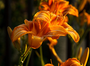 橙色花卉植物摄影图