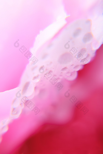 花瓣上的水珠摄影图