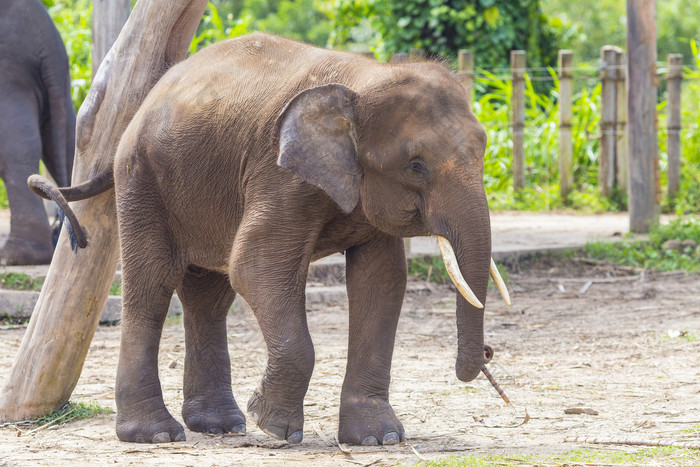 動物園裡的大象