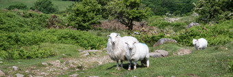绿色调两只羊摄影图