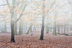 深色调朦胧的树林摄影图