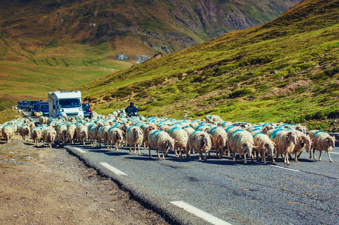 公路上的羊群摄影图