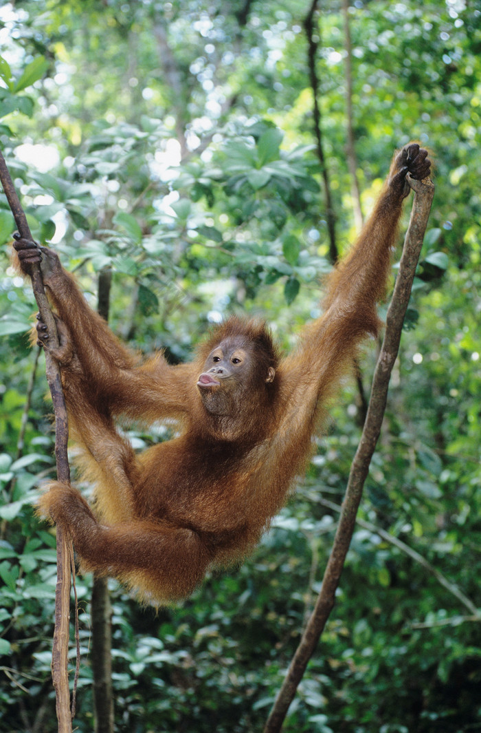 绿色调丛林中的猩猩摄影图