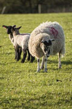 牧场草地上的绵羊
