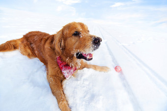 蓝色调雪地中的狗摄影图