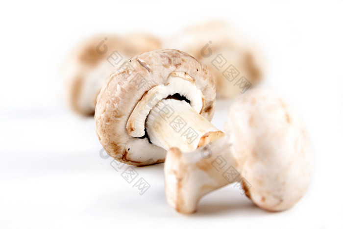 简约风小蘑菇摄影图