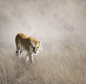 草原动物老虎摄影图