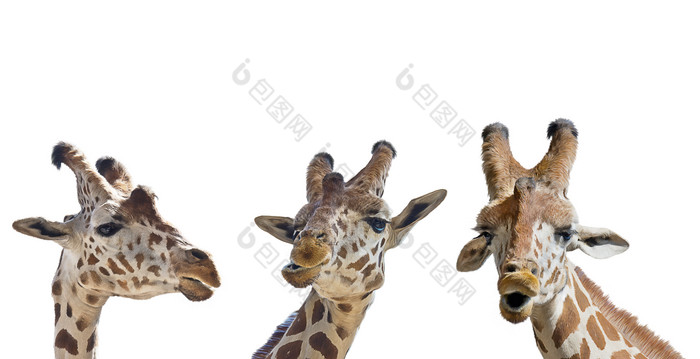 绘画野生长颈鹿摄影图
