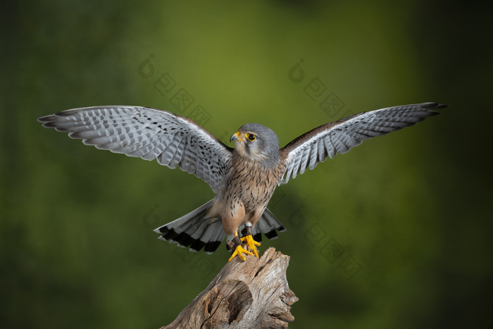 伸开双翅膀的小鸟