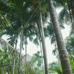 绿色椰子树树木摄影图