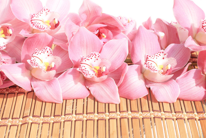 鲜艳的粉色桃花摄影图