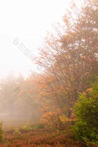 暗色调落叶的树摄影图