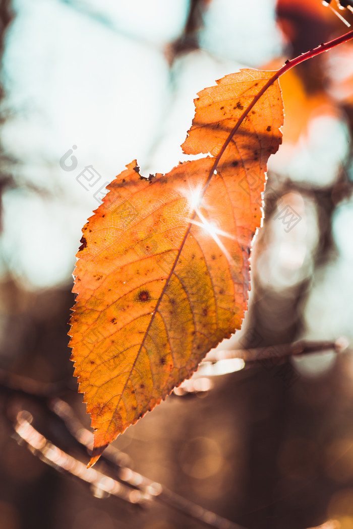 秋天黄色树叶摄影图